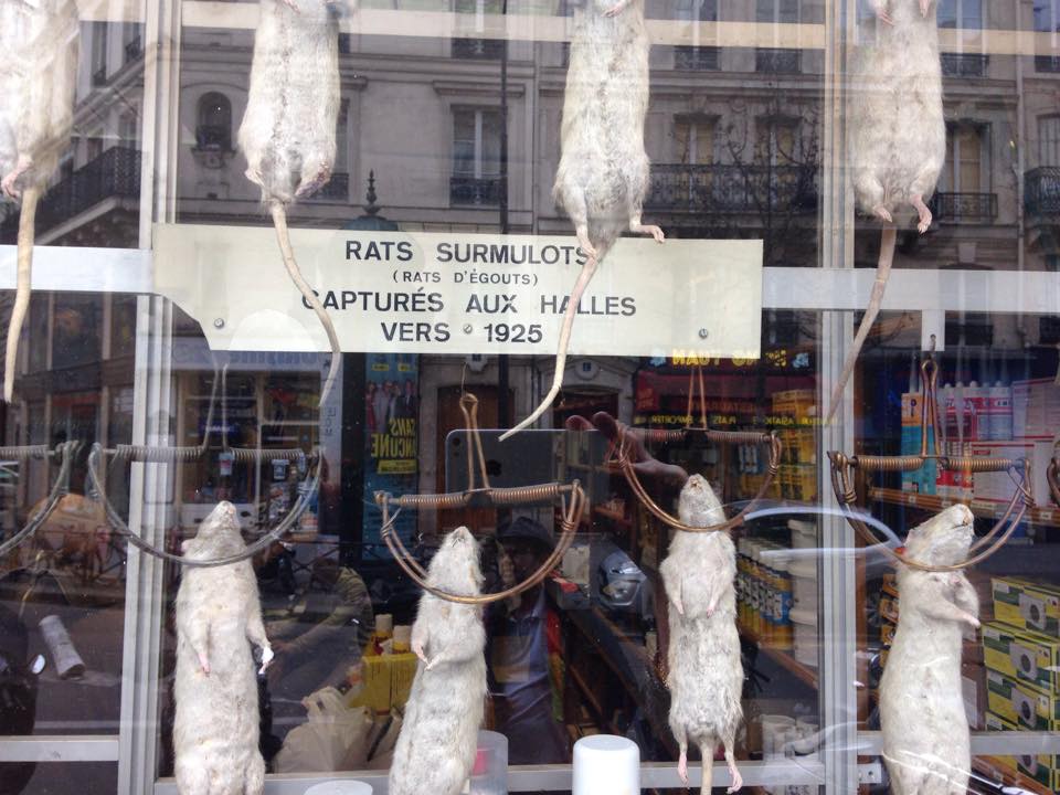 Les rats exposés en vitrine ont été capturés en 1925